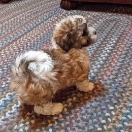 Havanese Puppies from Endearing Havanese