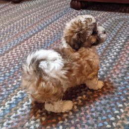 Havanese Puppies from Endearing Havanese