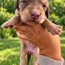 Ginny - Cream female Dachshund puppy in Jarales, New Mexico from Poker Paws Dachshunds