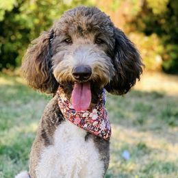 Chanel - Goldendoodle