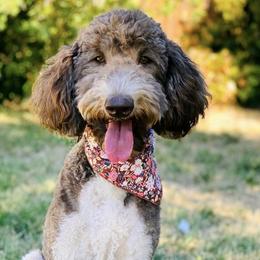 Chanel - Goldendoodle