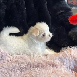 Sassy - White and lemon female Maltese puppy in Bennettsville, South Carolina from Cottonwood Maltese