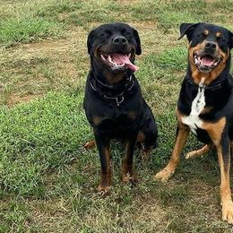 Rottweilers from Aruna Rottweilers
