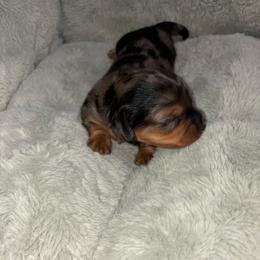 Dapple girl - Dapple female Dachshund puppy in Cooper, Texas from Sassy Kat’s Dachshunds