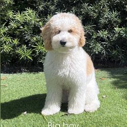Bernedoodle and Goldendoodle Puppies from OHDoodles FL