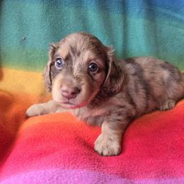 Dachshund Puppies from Pure Joy Dachshunds