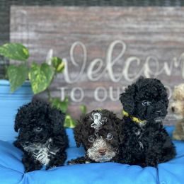 "Willows and Smokey first litter 2021" Cockapoo and Poodle Puppies from Rawls Lovely Little Tots