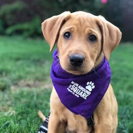 Havanese and Labrador Retrievers from Joyful Havanese Puppies