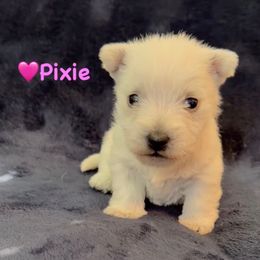 Pixie-Pink - White female West Highland White Terrier puppy in Toronto, Ohio from Shekinah’s Mi-Kis & Cricket Hill’s Westies