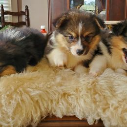 Pembroke Welsh Corgi Puppies from Reed's pembroke corgi Welsh