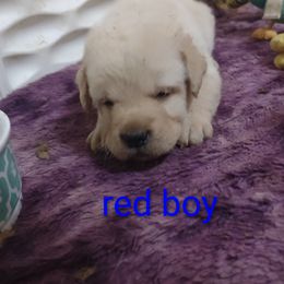 Red collar boy - Yellow male Labrador Retriever puppy in Nacogdoches, Texas from Westlane Dogs