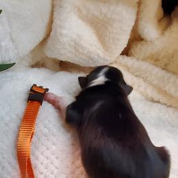 Miniature Australian Shepherd Puppies from Barnyard Mini Aussies