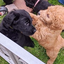 Labradoodle Puppies from Deuce's Doodles