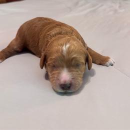 Emmylou - Red female Cockapoo puppy in Marietta, South Carolina from River Falls Cockapoos