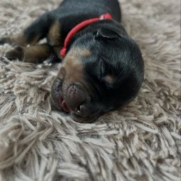 Onyx - Black and mahogany male Rottweiler puppy in Crivitz, Wisconsin from Khaotic Rottweilers
