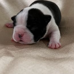 Girl 1 - Black and white female Boston Terrier puppy in Coopertown, Tennessee from Toon’s Boston Terriers