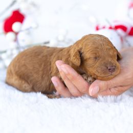Ruby - Red  female Poodle puppy in Fort Myers, Florida from Blossom Paws