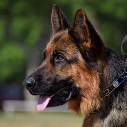 Vadr - German Shepherd