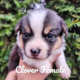 Poppy - Black and tan female Pembroke Welsh Corgi puppy in Sidney, Ohio from Cozy Corgi Ranch