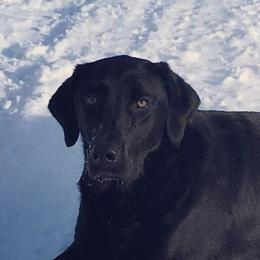 Labrador Retrievers from Mineau’s Farm Labrador Retrievers
