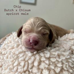 Chip - Apricot male Australian Labradoodle puppy in Chuluota, Florida from Delano Australian Labradoodles