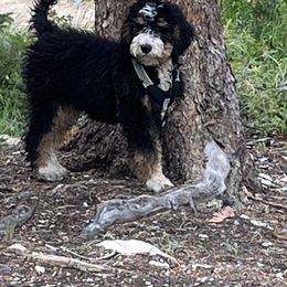 Bernedoodle, Cavalier King Charles Spaniel, and Cavapoo Puppies from Harper Haven Cavaliers & Doodles