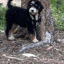 Bernedoodle, Cavalier King Charles Spaniel, and Cavapoo Puppies from Harper Haven Cavaliers & Doodles