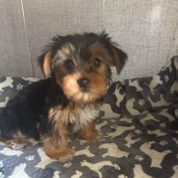 Ann - Chocolate, tan and white female Yorkshire Terrier puppy in Jacksonville, Florida from Lake Shore Yorkies
