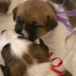 Golden Retriever and Jack Russell Terrier Puppies from Shelby Burleson's Golden Retrievers and Jack Russell Terriers