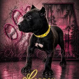 Legacy - Black female Perro de Presa Canario puppy in Horizon, Texas from Mesquite Creek Kennels