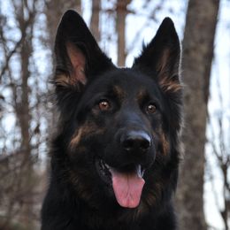 Yona - German Shepherd