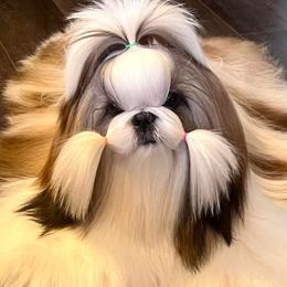 Shih Tzus from Crown Dynasty Shih Tzu