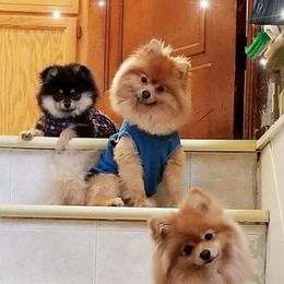 Pomeranians from Pamela's Pommies