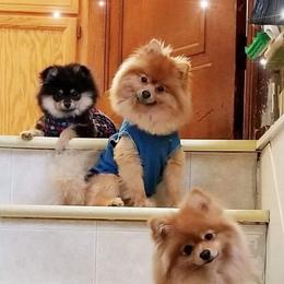 Pomeranians from Pamela's Pommies