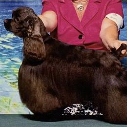 Cocker Spaniel puppies from Monarch Pointers & Cockers