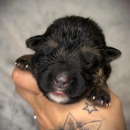 Black Collar girl - Black and red female German Shepherd puppy in Louisville, Kentucky from Haus of Beautiful Chaos German Shepherds