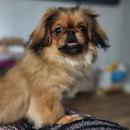 Rosie - Pekingese