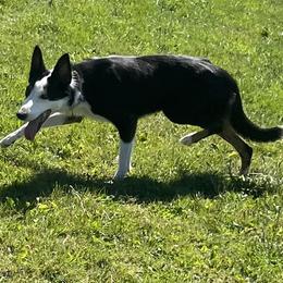 Australian Shepherds, Border Collies, and Sporty Mixes from Fika Herders
