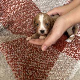 Riley - Apricot female Cavapoo puppy in Gap, Pennsylvania from Coles Cavapoo’s