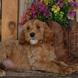 Girl 3 - Red female Irish Doodle puppy in Macedon, New York from Toodles Goldendoodles