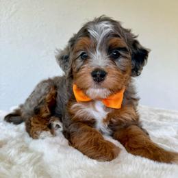 Copper - Blue merle male Bernedoodle puppy in Concord, California from Golden State Good Dogs