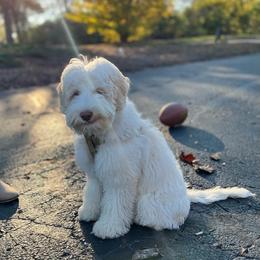 Australian Labradoodle All Grown Up from Bonzer Australian Labradoodles