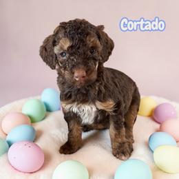 Cortado - Sable female Poodle puppy in Ellenburg Center, New York from Kristin's Puppies