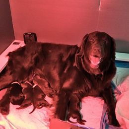 Flat-Coated Retriever Puppies from Shayna Flat-Coated Retrievers