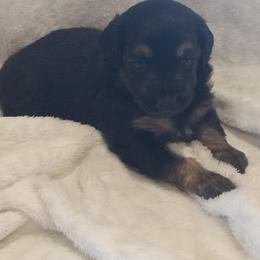 Girl 1 - female Poodle puppy in Milford, Indiana from Olde Heritage K-9
