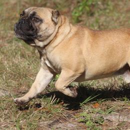 American Bulldog, French Bulldog, and Shorty Bull All Grown Up from Bingham's Bulldogs LLC