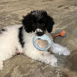 Tucker - Parti male Poodle puppy in Cabool, Missouri from Rafter B Farms