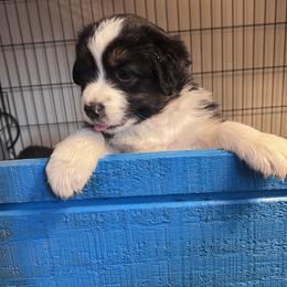 Australian Shepherd Puppies from Robyne Manchas