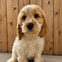 Remi - Red roan male Cockapoo puppy in Connersville, Indiana from MoonShine Babies
