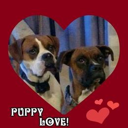 Boxer Puppies from Goodman/Pogue Boxer Babies